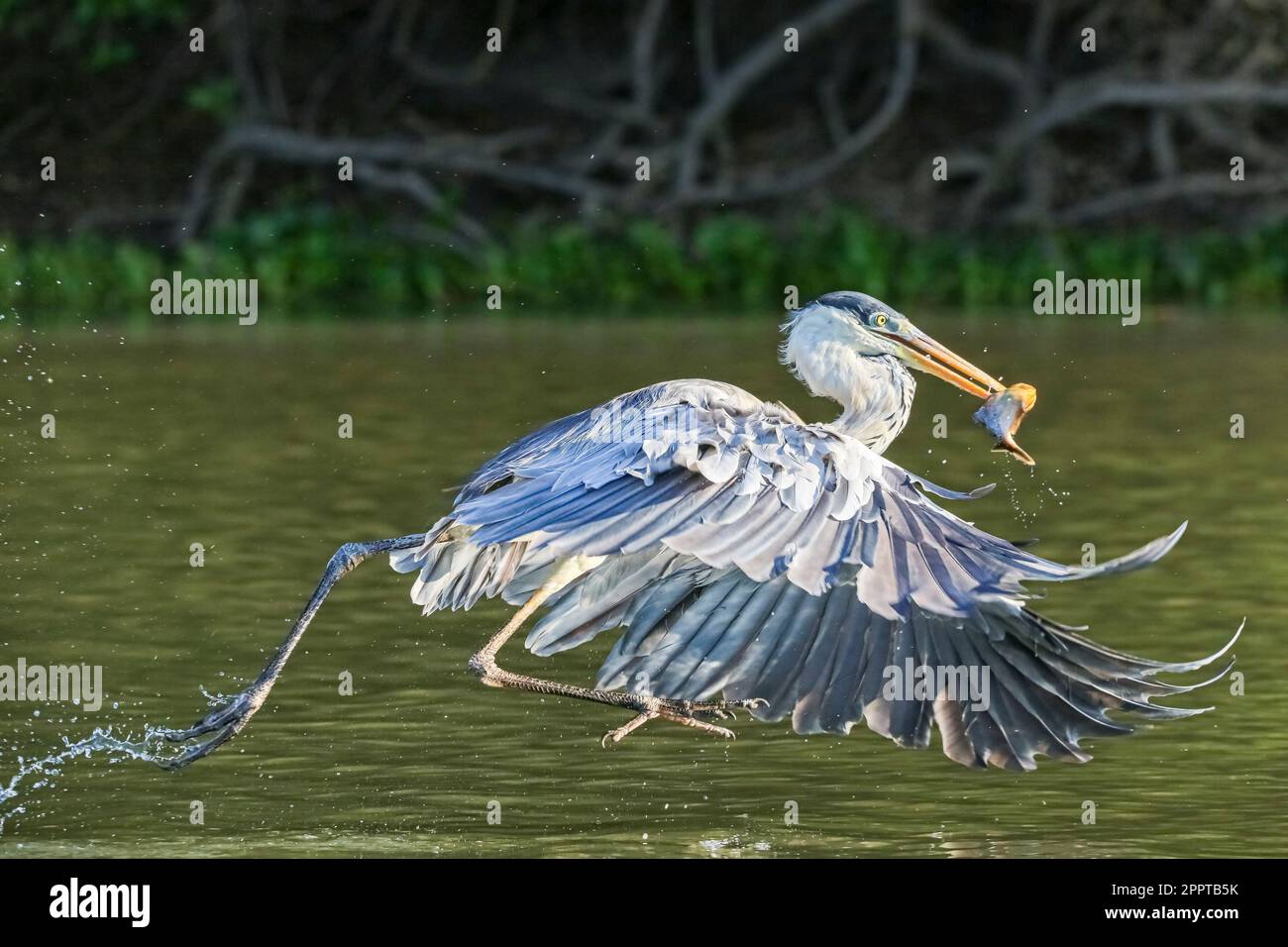 Nahaufnahme eines Cocoi-Reiherons mit Fang im Schnabel, der direkt über die Flußoberfläche, Pantanal Wetlands, Mato Grosso, Brasilien fliegt Stockfoto