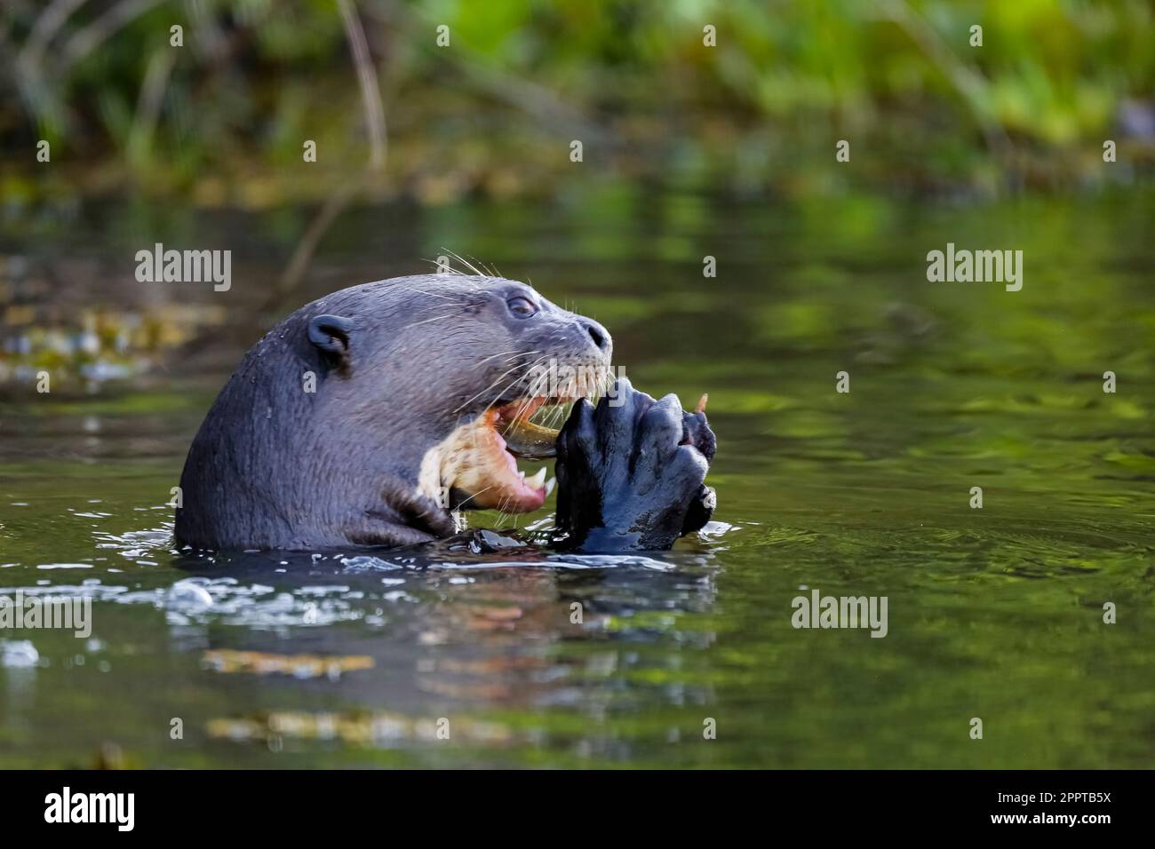 Seitlicher Blick auf einen riesigen Otter, der einen Fisch in seinen Krallen auf der Flußoberfläche frisst, Pantanal Wetlands, Mato Grosso, Brasilien Stockfoto