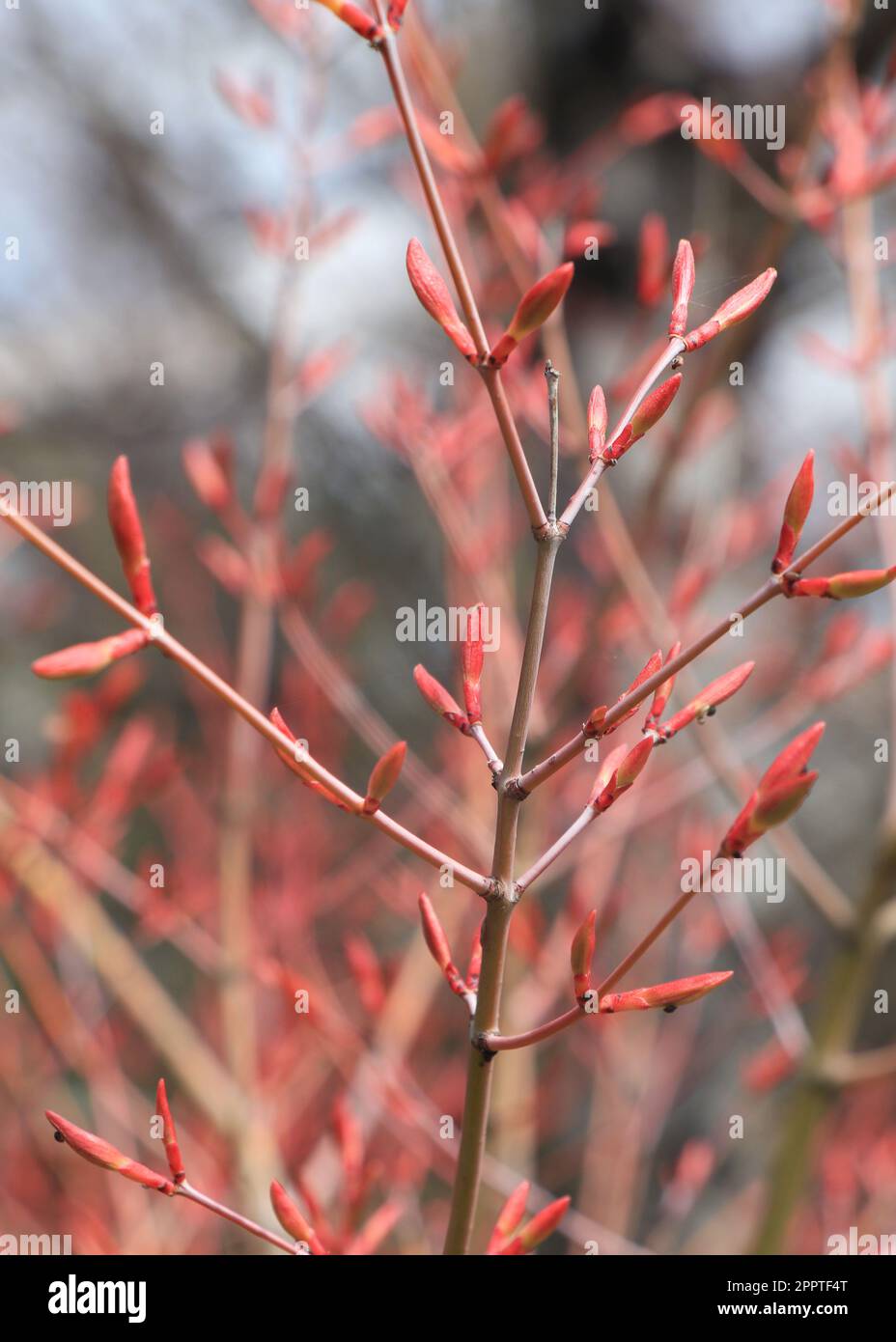 Äste mit Knospen und Blättern von Acer Japonicum oder japanischem Ahorn Stockfoto