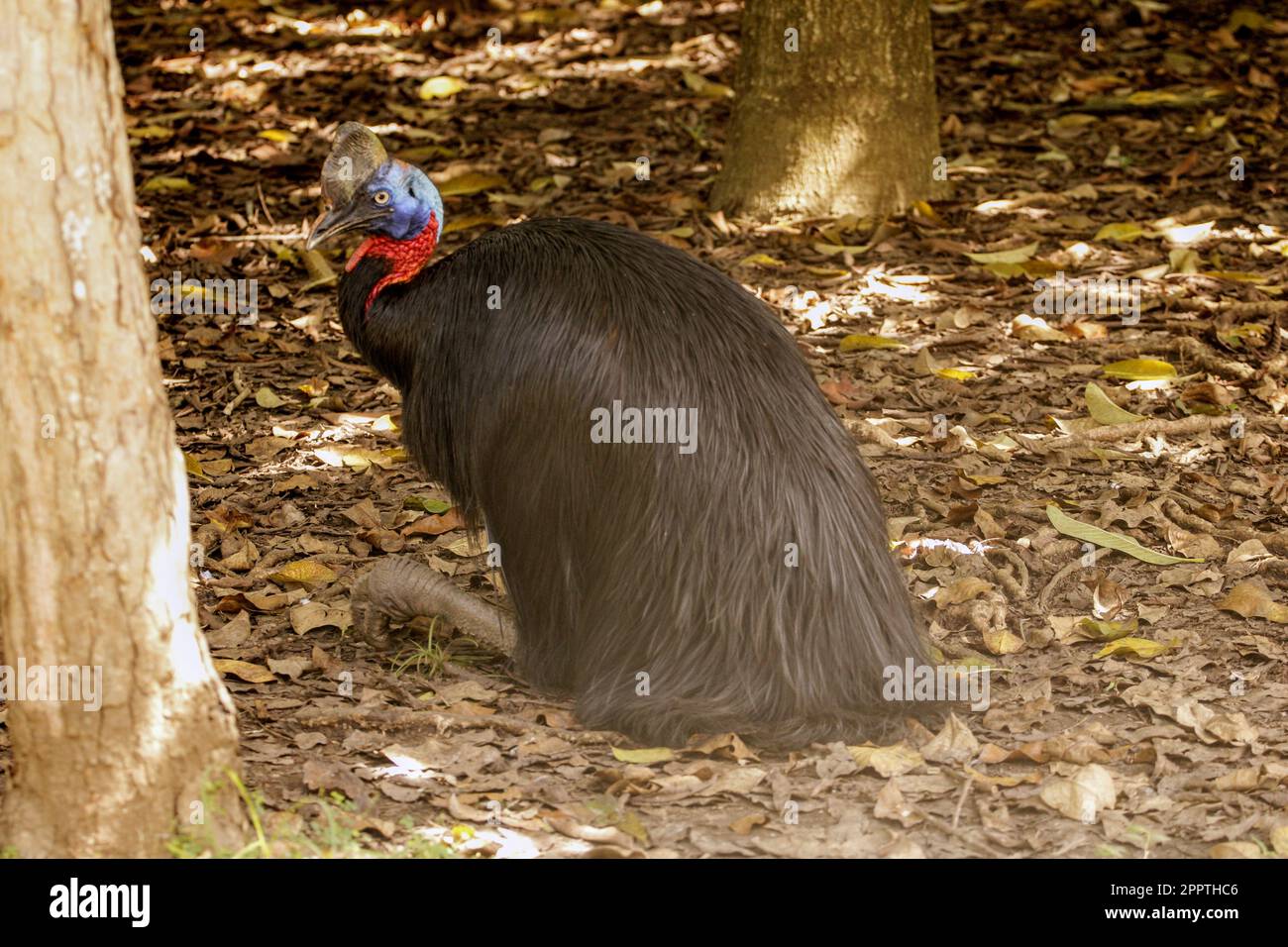 Ein Kasuar (ein großer flugloser Vogel), der unter dem Baumkronendach im Adventure Park in Port Moresby, Papua-Neuguinea, sitzt Stockfoto
