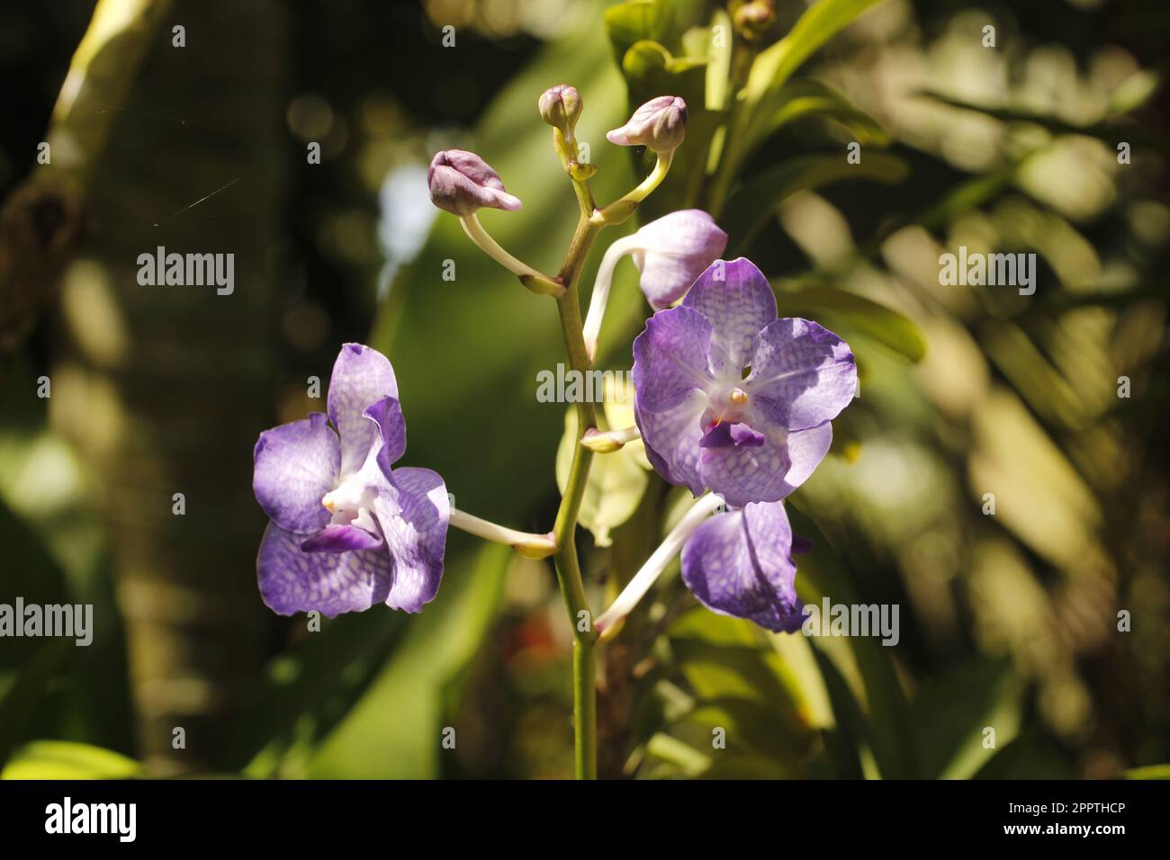 Eine Freude für Vanda Robert im Orchideengarten im Abenteuerpark, Port Moresby, Papua-Neuguinea Stockfoto