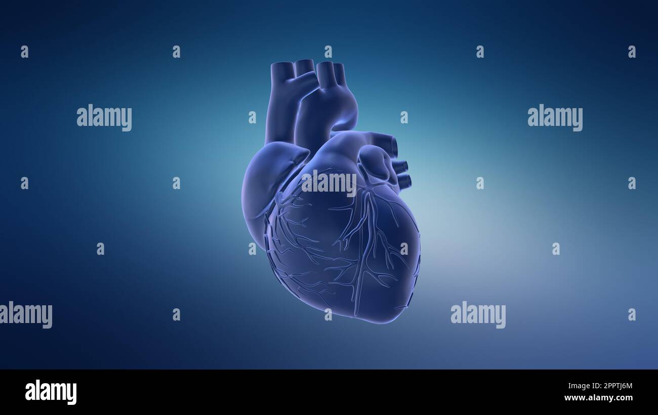 Das Herzschlaganatomie-Animationskonzept Des Menschlichen Kreislaufsystems Stockfoto