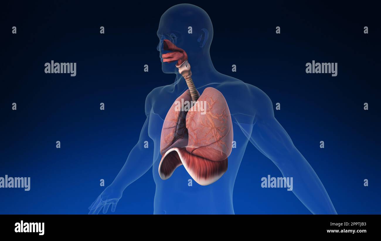 Medizinische 3D-Animation der menschlichen Lunge mit sichtbaren Teilen. Medizinisch korrekte Animation der menschlichen Lunge. Stockfoto