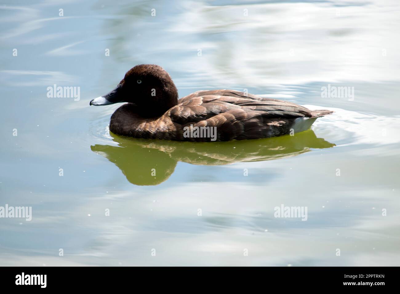 Australische weißäugige Enten sind einheitlich schokoladenbraun mit rufous Flanken, einem unregelmäßigen weißen Fleck auf dem Bauch und einem weißen Unterschwanz. Stockfoto