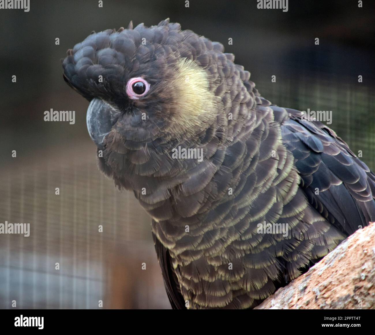 Der Gelbschwanzkakadu ist ein schwarzer Vogel mit gelben Kanten an den Federn und einer gelben Wange mit rosa Augen Stockfoto