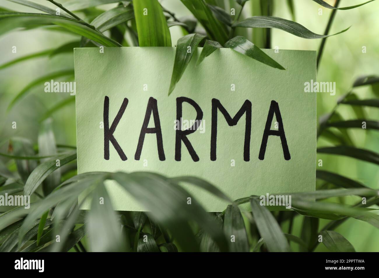 Blatt Papier mit dem Wort Karma in grünen Blättern, Nahaufnahme Stockfoto