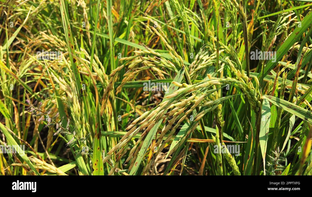 Reifer Reis auf dem landwirtschaftlichen Feld Stockfoto