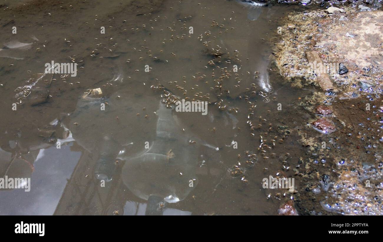 Mückenzucht in verunreinigtem Wasser Stockfoto