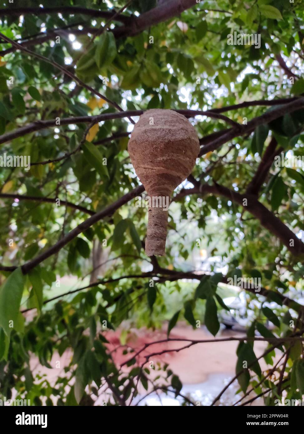 Hornet Papierwaschnest auf einem Baum Stockfoto