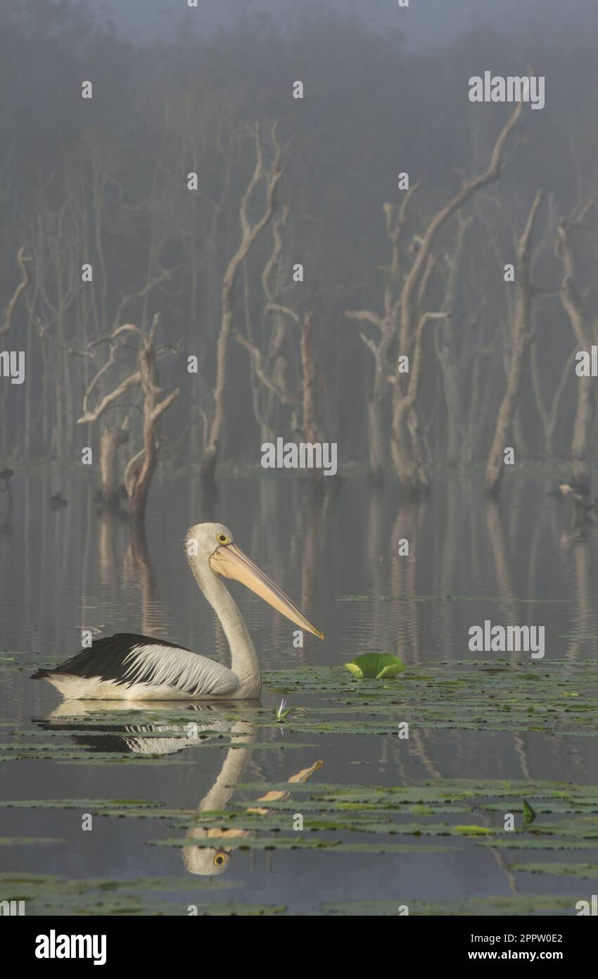 Australischer Pelikan im frühen Morgennebel. Pelecanus conspicillatus Lake Gregory Bundaberg Queensland Australien Stockfoto