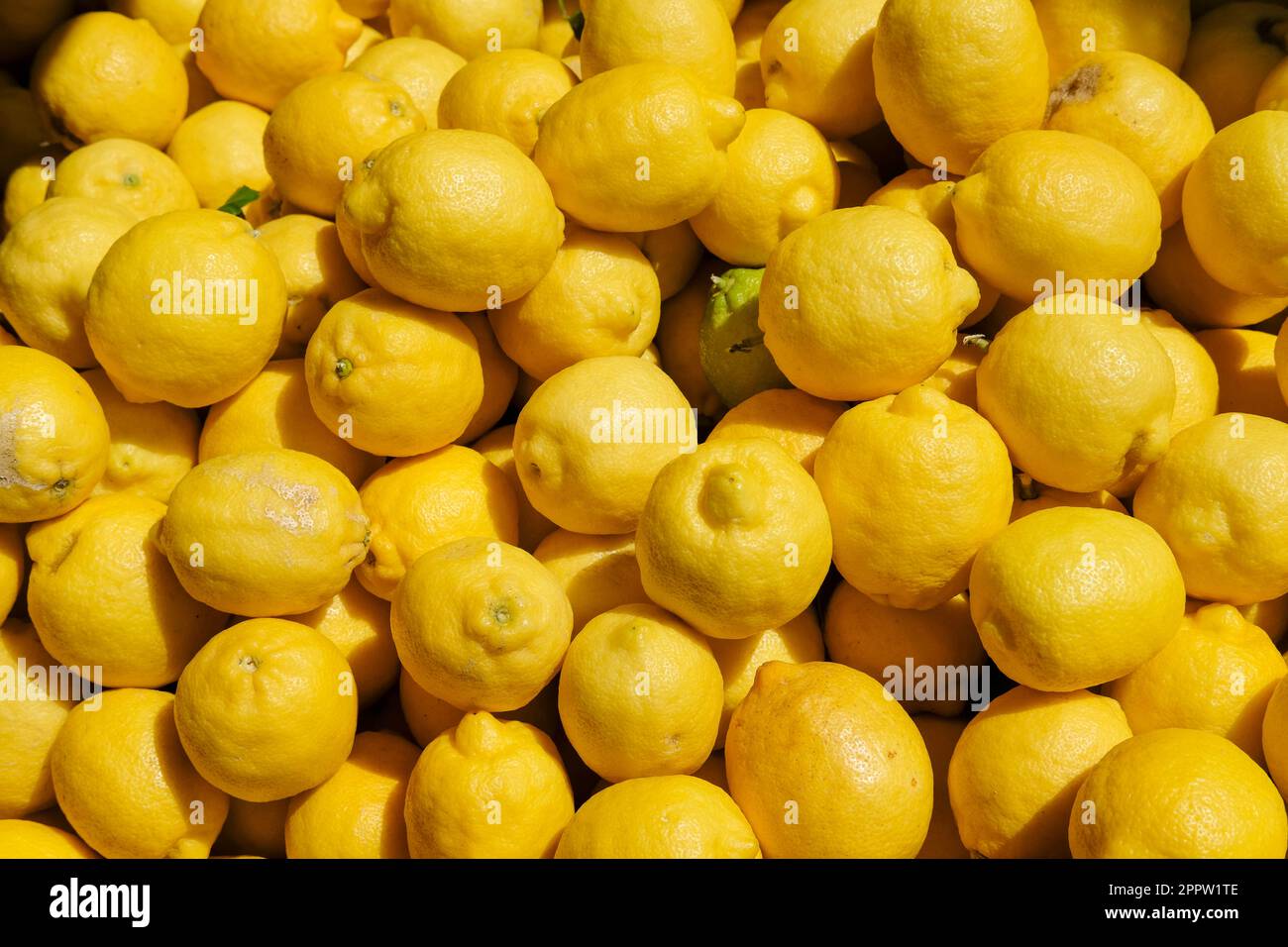 Tablett mit Monachello-Zitronen, Zitrusfrüchte, Monachello, Sizilien, Italien Stockfoto