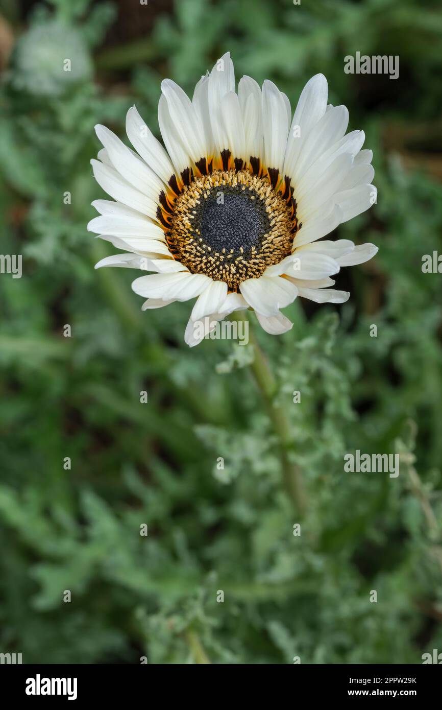 Arctotis fastuosa alba Zulu Prince, Zulu Prince Cape Daisy, weiße Blumen, violette Ringe, gelbe, schwarze Mitte Stockfoto