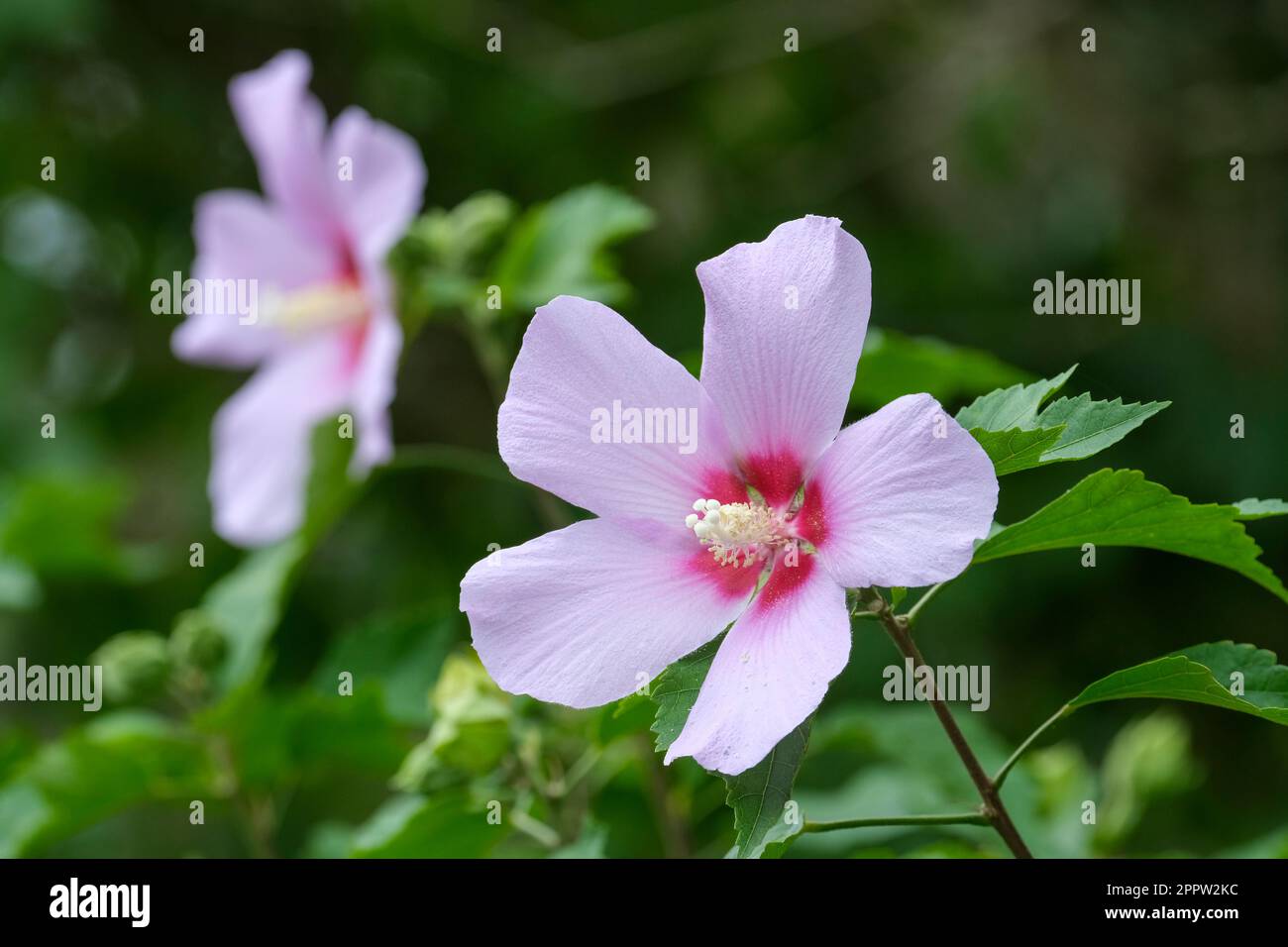 Hibiscus Goring Überraschung, Rose Mallow Goring Überraschung, blass, lila Blumen Stockfoto