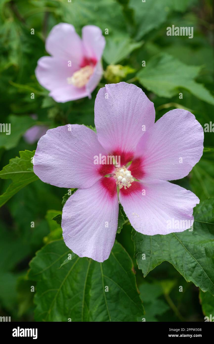Hibiscus Goring Überraschung, Rose Mallow Goring Überraschung, blass, lila Blumen Stockfoto