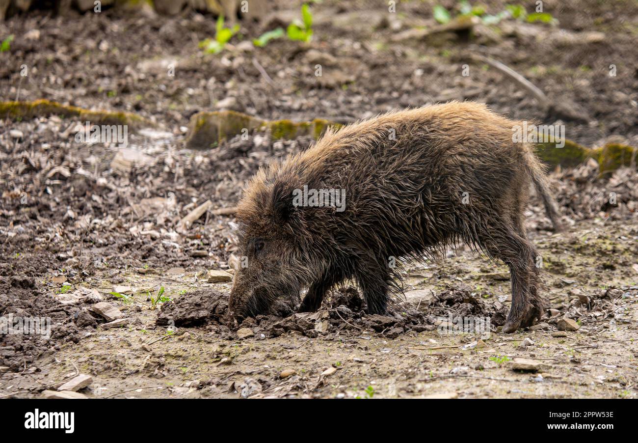 Wildschwein - Sus scrofa - gräbt nach Futter im Schlamm Stockfoto