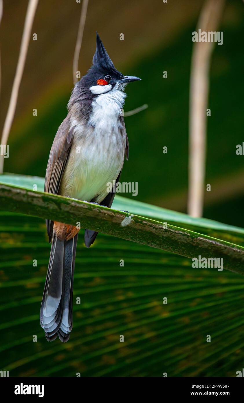 Rotes Bollwerk - Pycnonotus jocosus - sitzt auf dem Zweig Stockfoto