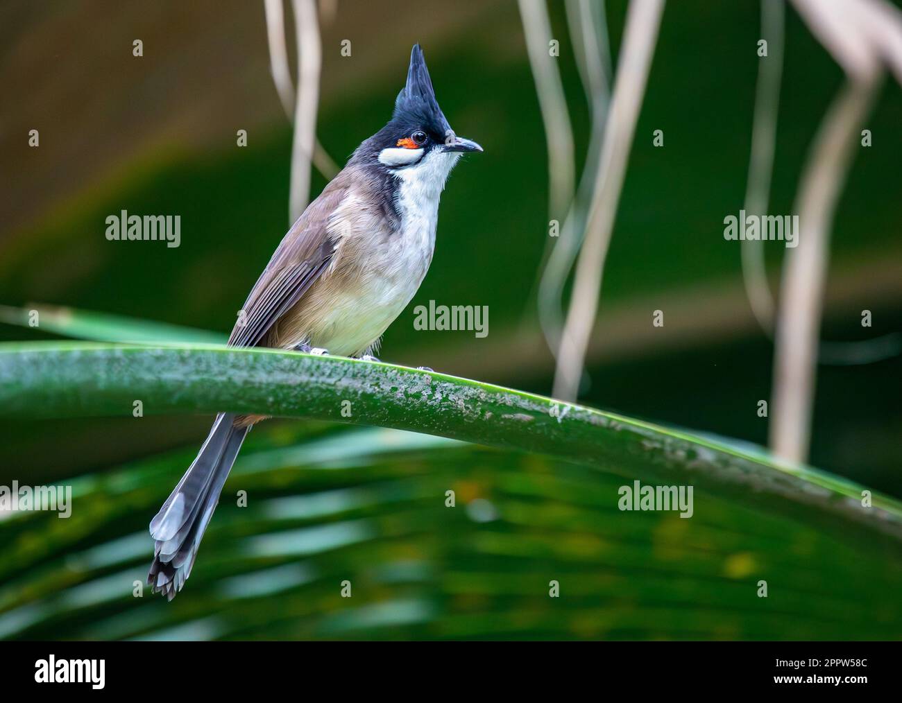 Rotes Bollwerk - Pycnonotus jocosus - sitzt auf dem Zweig Stockfoto