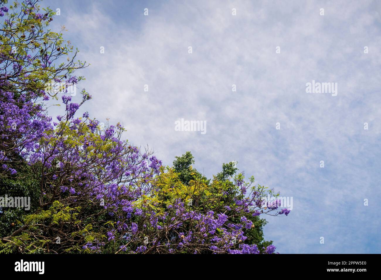 Ein lilafarbener Jacaranda-Baum mit blauem Himmel und Wolkenhintergrund Stockfoto