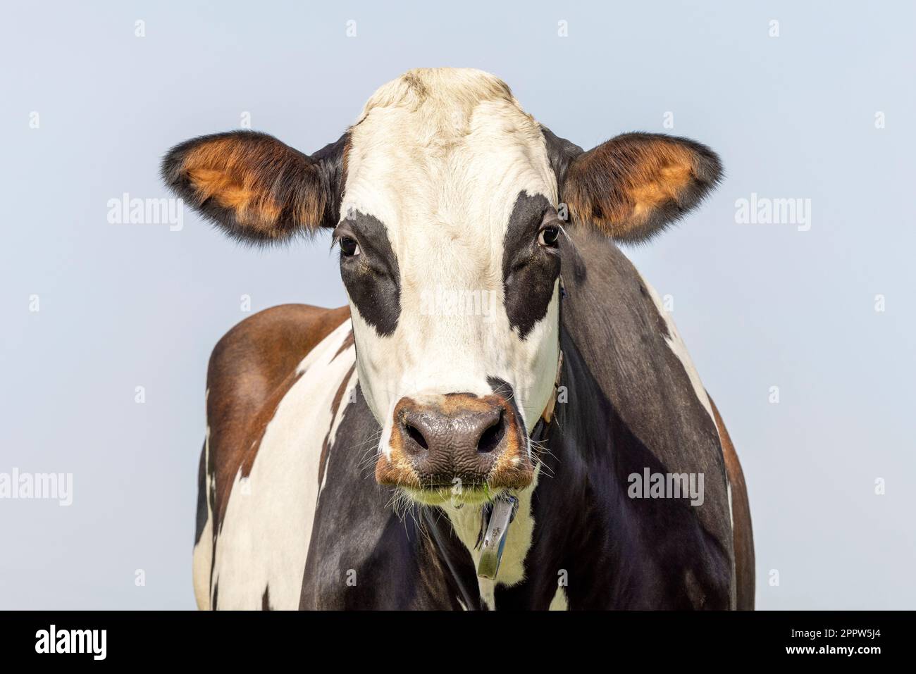 Reife Kuh mit Augenklappe, Frontansicht dunkelbraun und weiß, mittlerer Kopfschuss, freundlicher Ausdruck Stockfoto