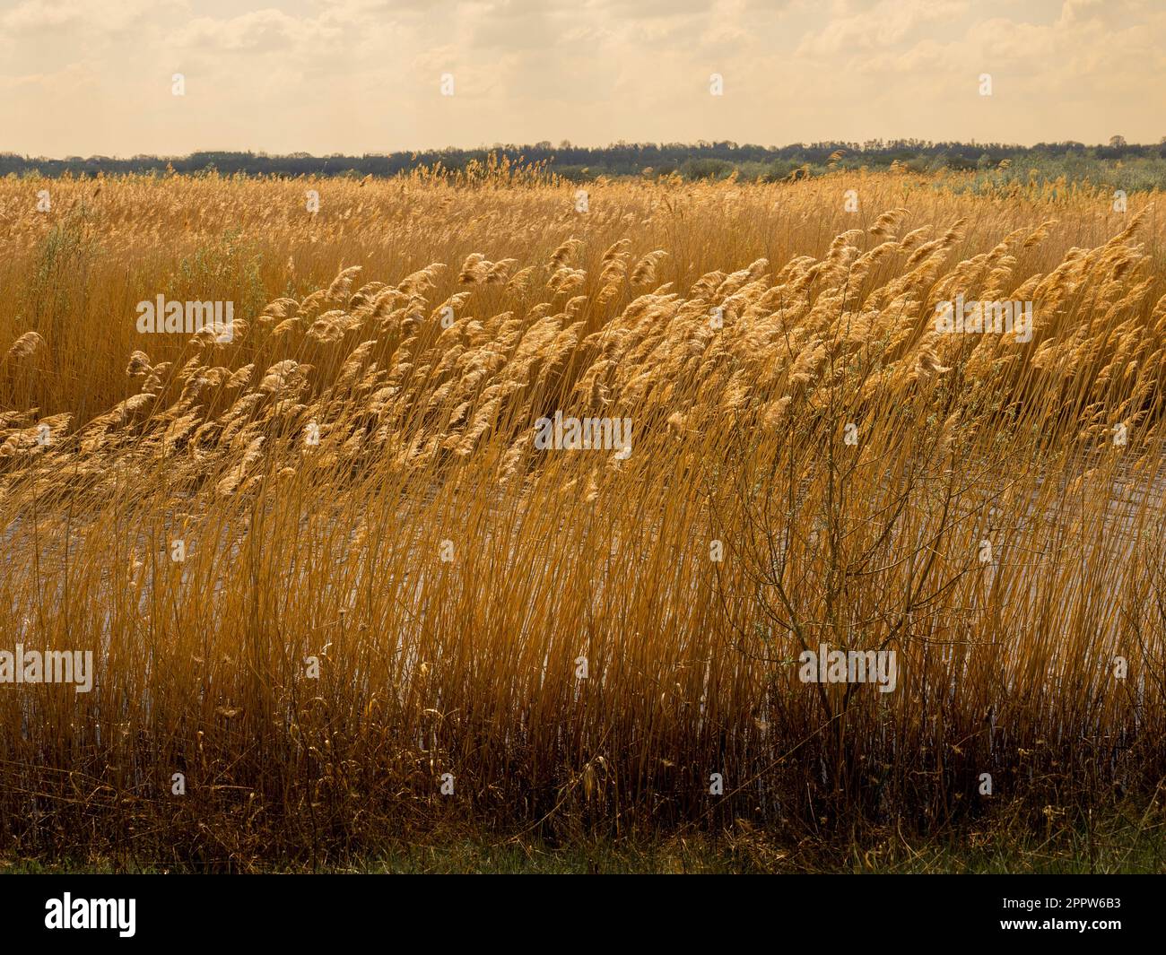 Die goldenen Samenköpfe werden sanft von den Winden am Rand eines Schilfbetts im Naturschutzgebiet St. Aidan's bei Leeds geblasen. West Yorkshire. UK Stockfoto