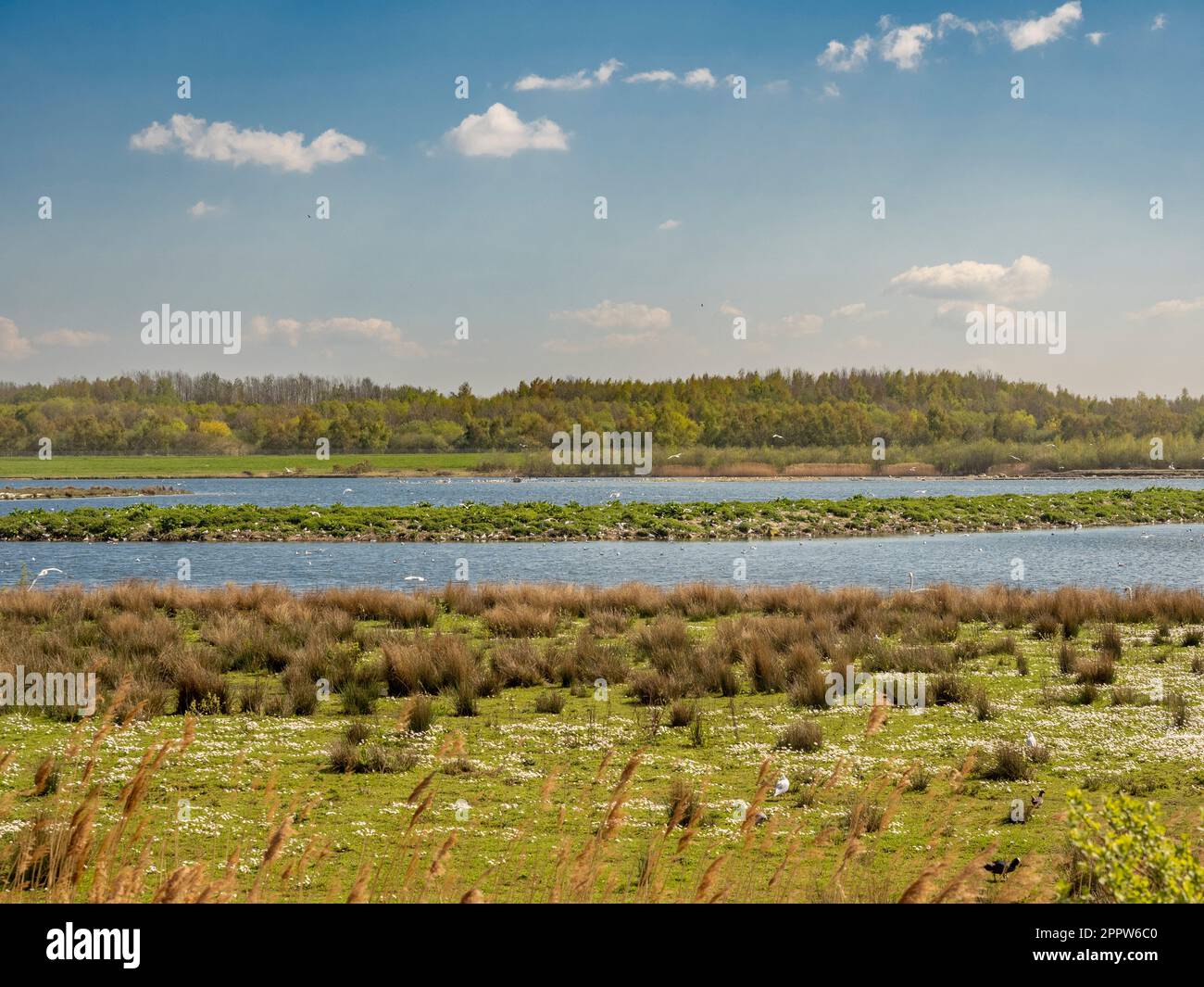 Astley Lake, St. Aidans Park an einem sonnigen Frühlingstag. Leeds, Großbritannien Stockfoto