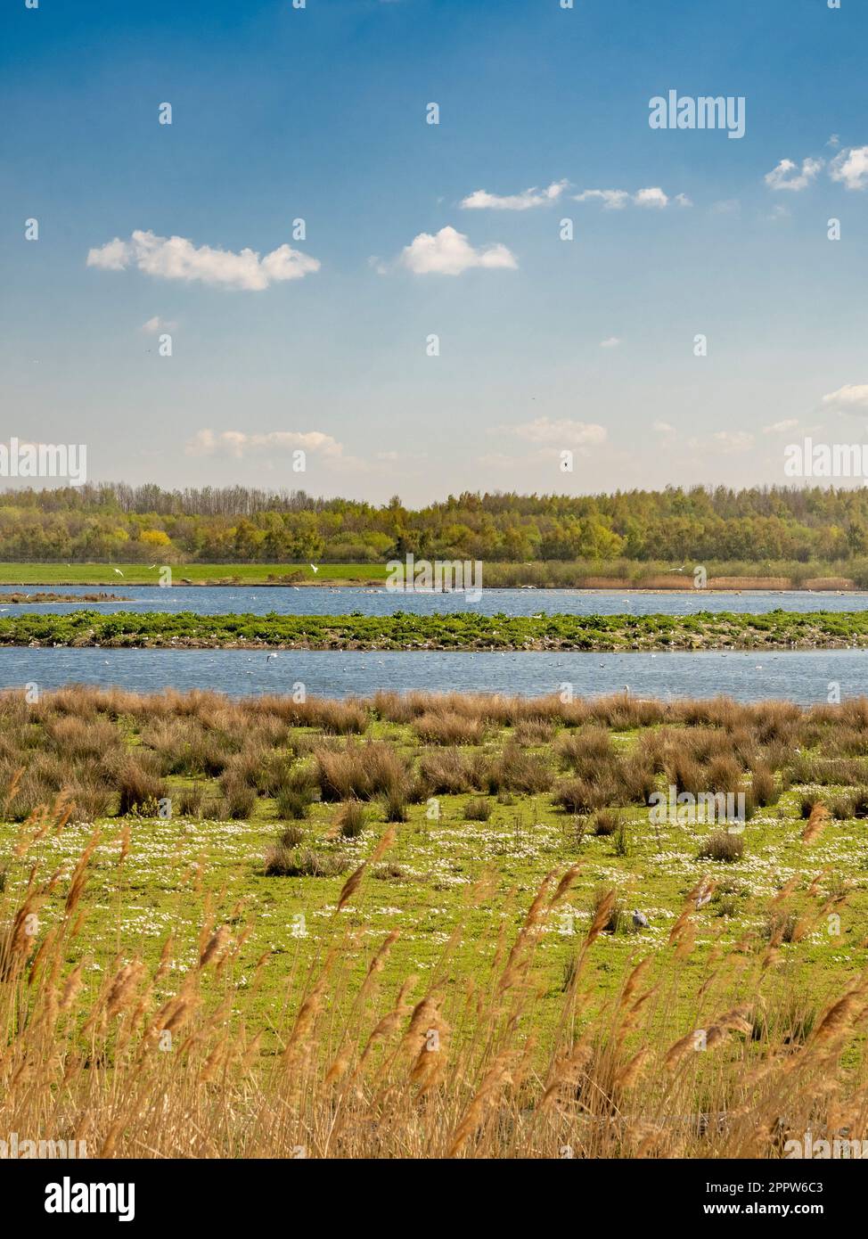 Astley Lake, St. Aidans Park an einem sonnigen Frühlingstag. Leeds, Großbritannien Stockfoto
