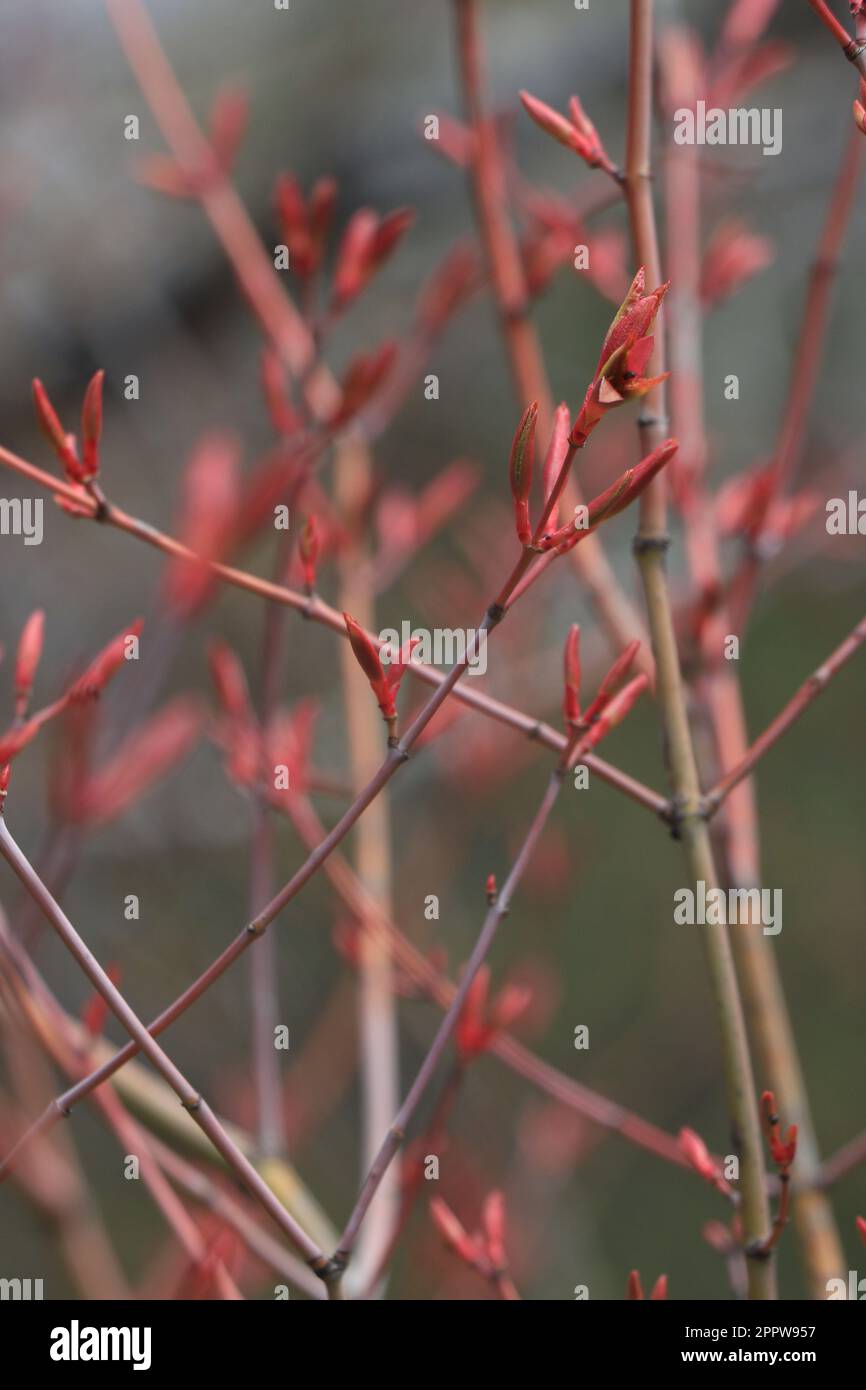 Äste mit Knospen und Blättern von Acer Japonicum oder japanischem Ahorn Stockfoto