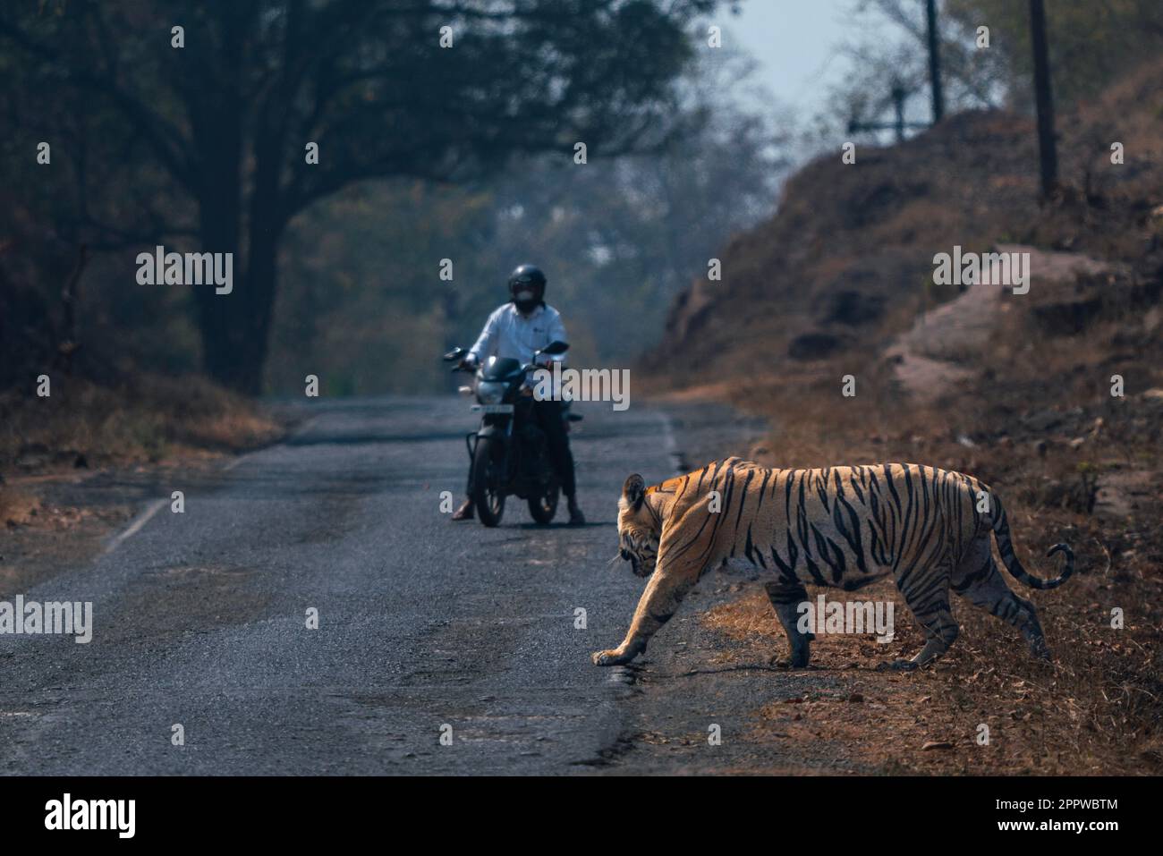AUFREGENDE Bilder eines Tigers, der die Straße überquert und einen Mann auf einem Fahrrad anstarrt, um anzuhalten, wurden aufgenommen und zeigen eine unglaubliche Interaktion zwischen Mensch und Tier. Stockfoto