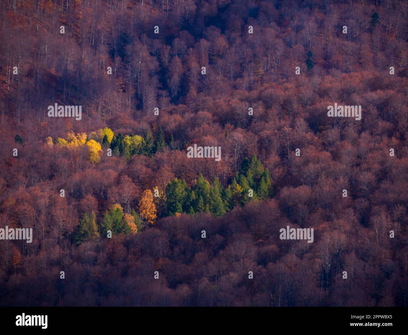 Blick von der Wanderung auf der Polonina Wetli nska in Bieszczady Mountains, Bieszczady County, Polen. Europa, Woiwodschaft Podkarpackie, Bieszczady, Ca Stockfoto