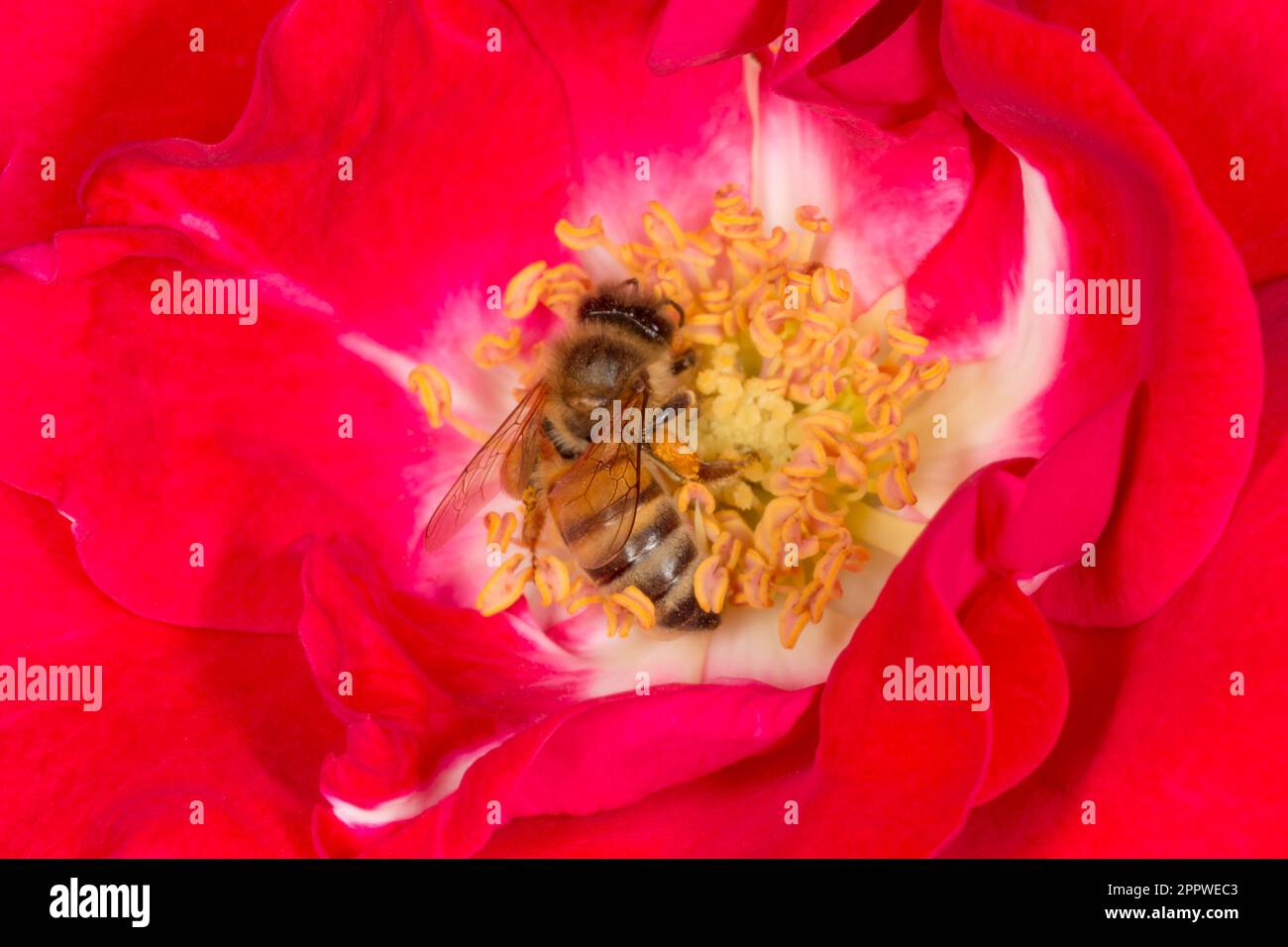 Nahaufnahme der Bienen, die Pollen in der roten Rosenblüte sammeln Stockfoto