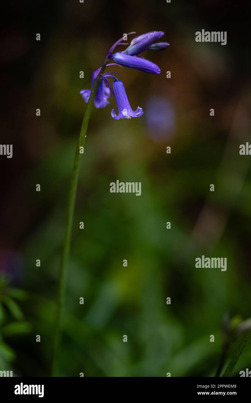 Blauglocken Hyacinthoides non-scripta - Stockfoto