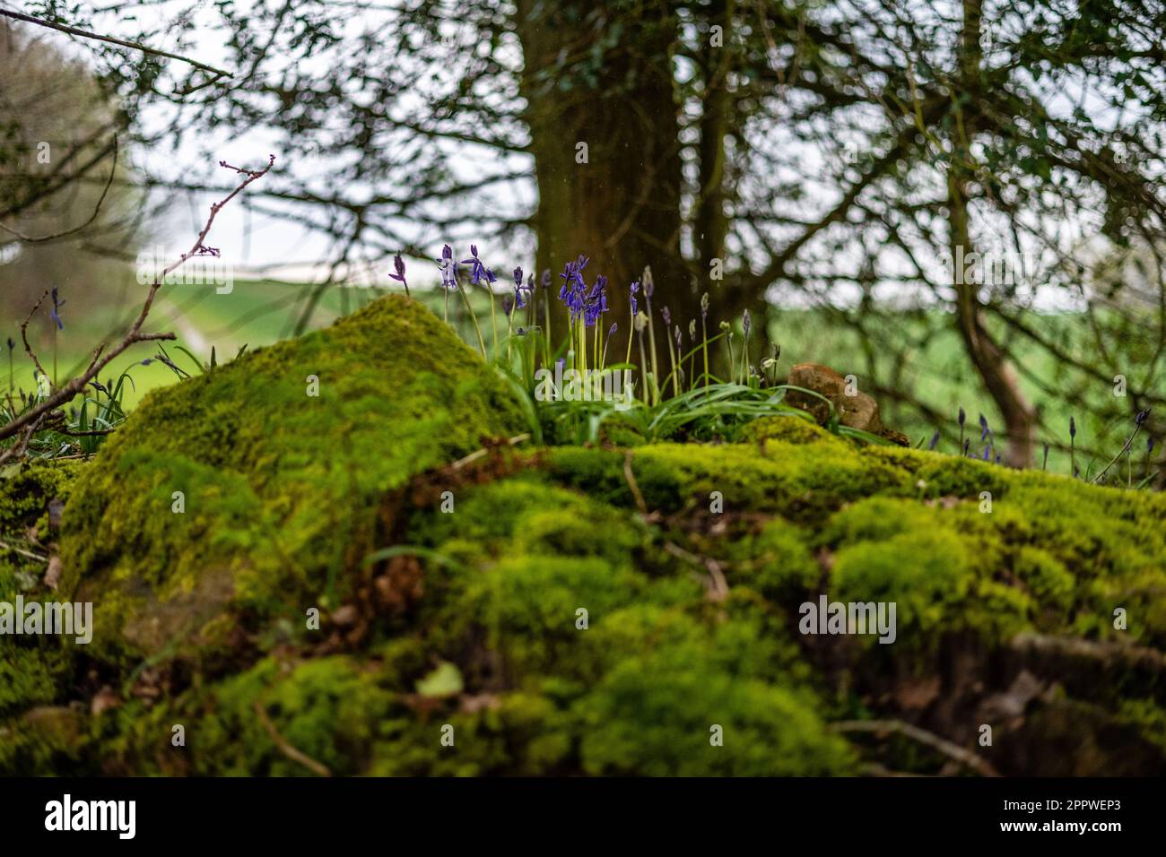 Blaubellen im Holz Sussex Hyacinthoides non-scripta Stockfoto