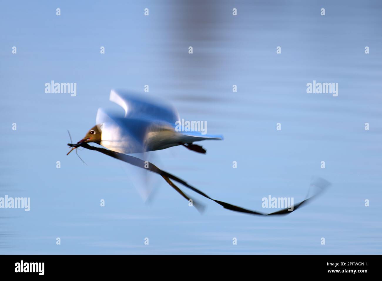 Schwarzkopfmöwe, die am späten Frühlingsabend im finnischen Espoo Nistmaterial über dem Meerwasser trägt. Stockfoto