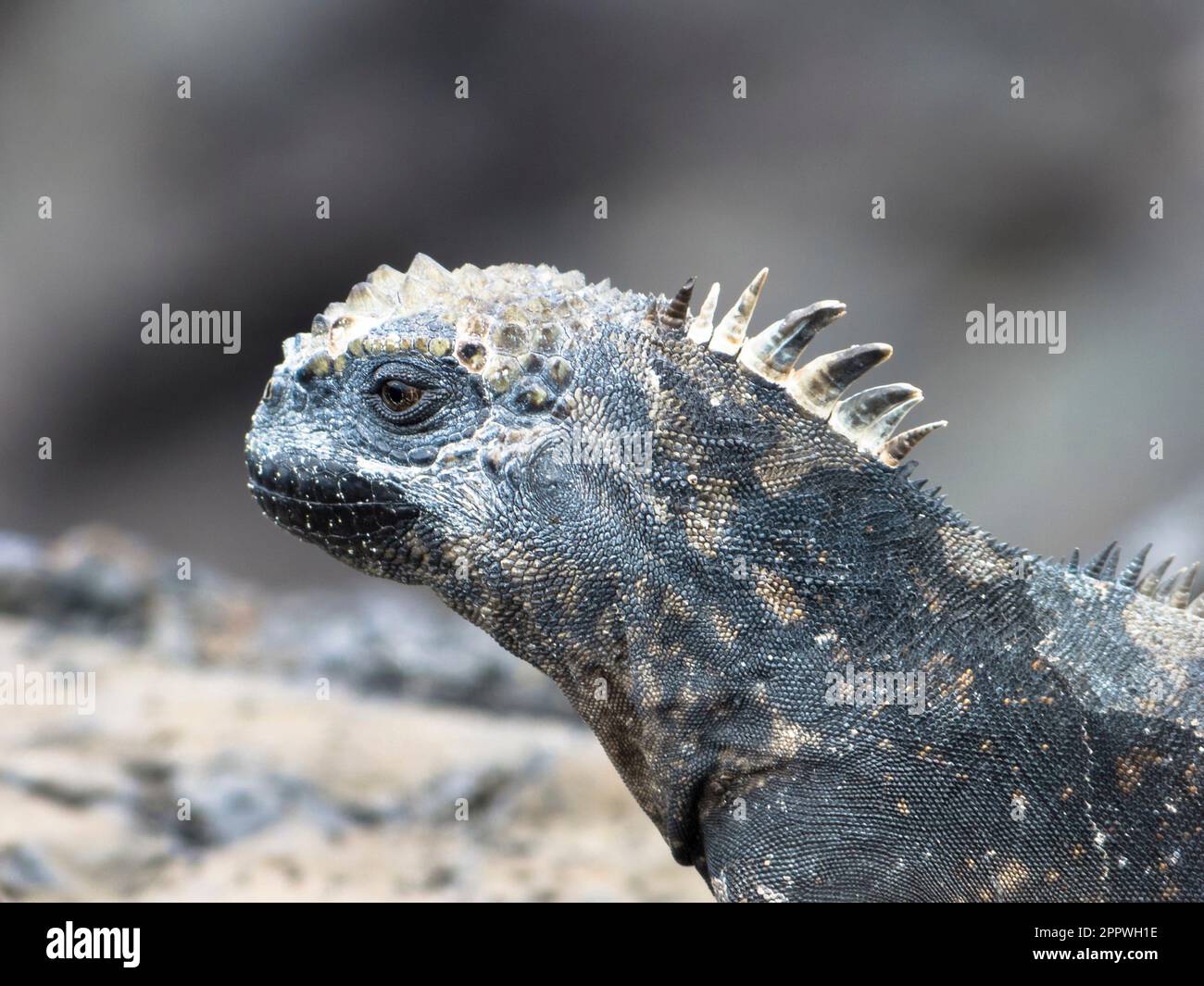 Marine Iguana, Santa Cruz, Galapagosinseln, Ecuador. Stockfoto