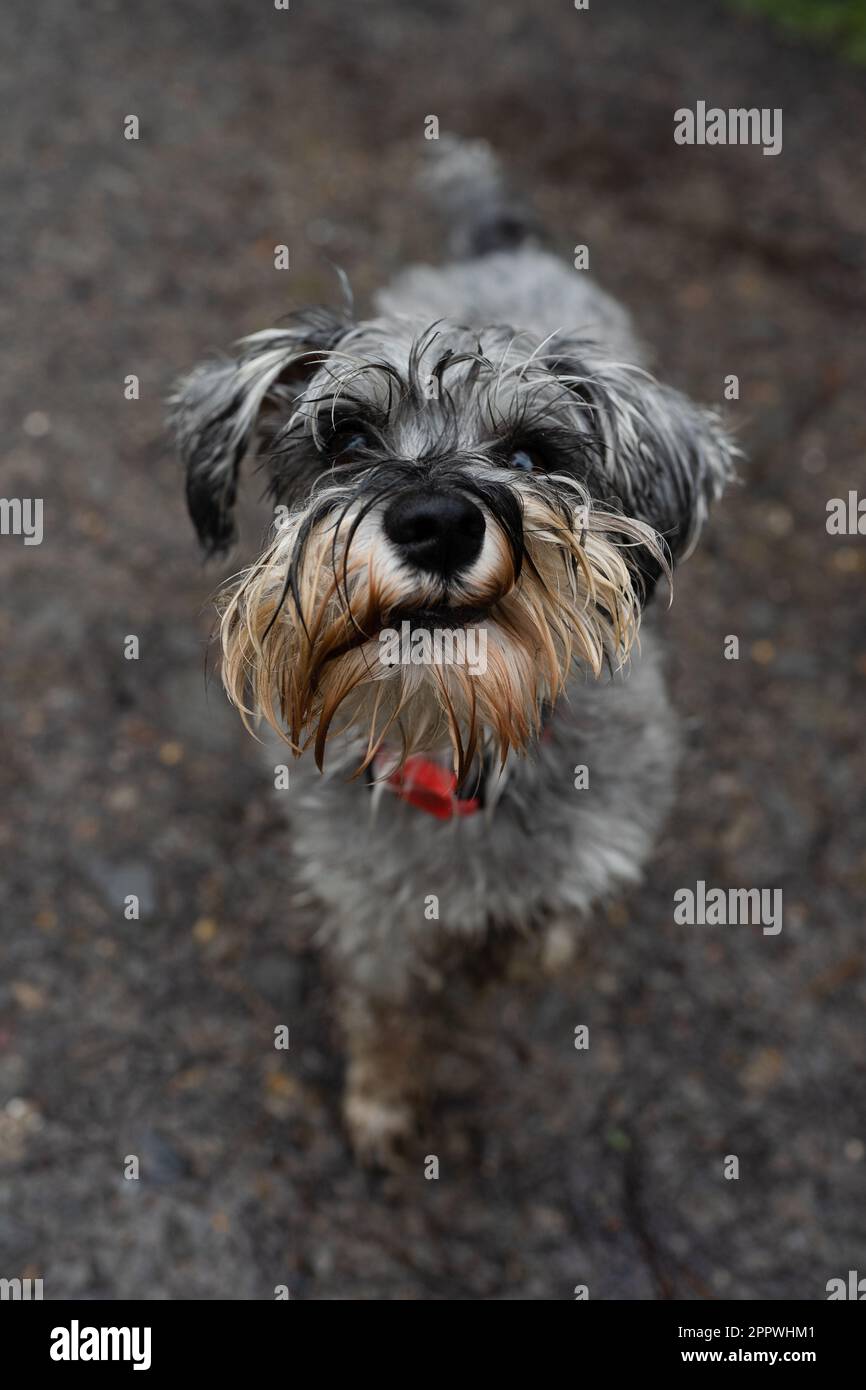 Der große Winkel eines süßen Schnauzer-Hundes mit nassem und schmutzigem Fell, der in die Kamera schaut Stockfoto