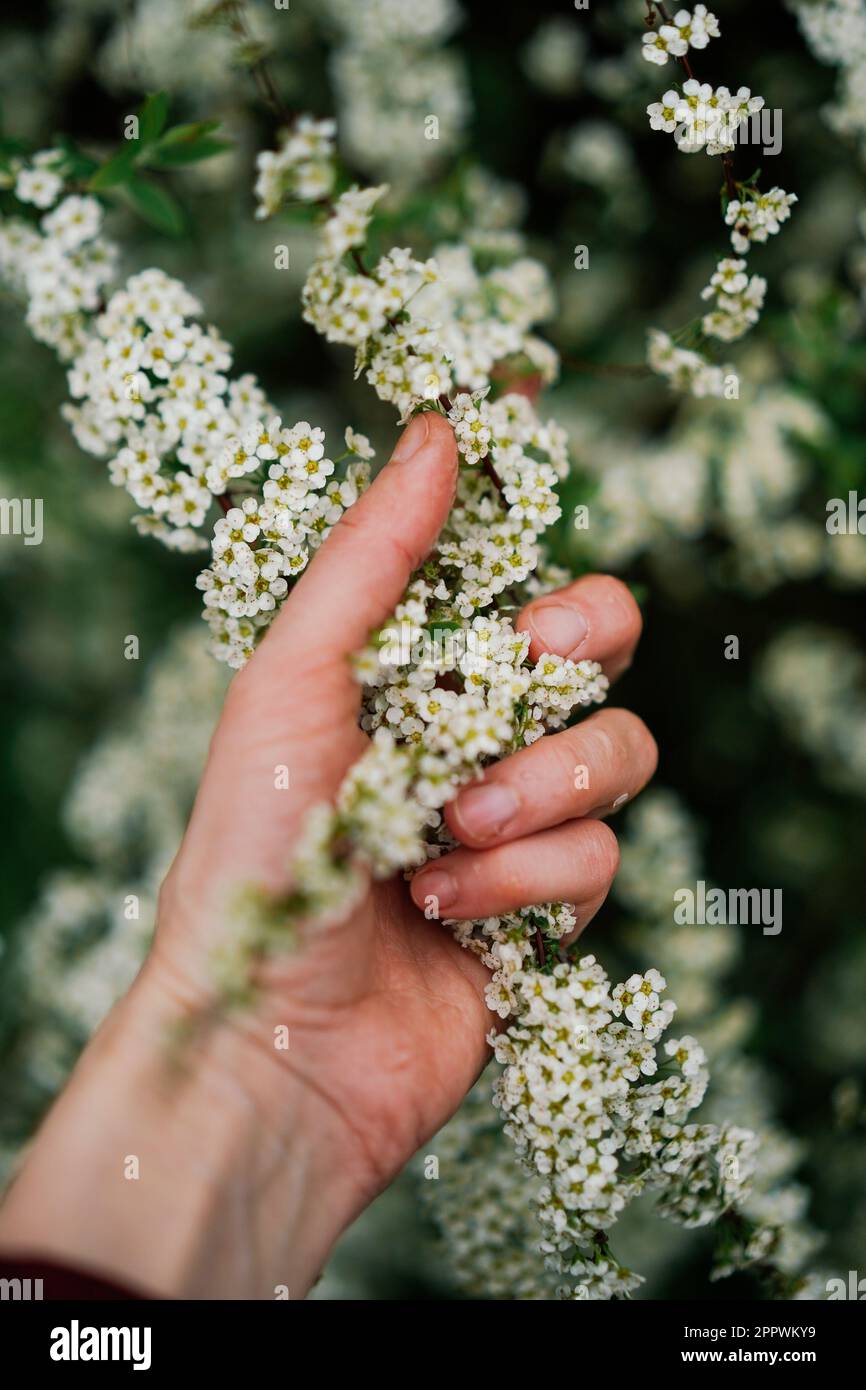 Nahaufnahme einer Hand, die im Frühling nach Blütenblüte greift Stockfoto