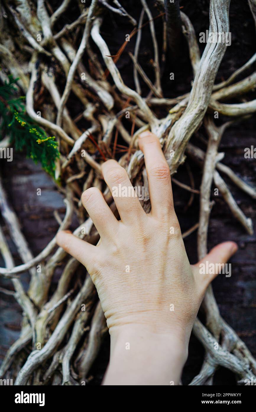 Hand greift nach Wurzeln im Frühling, Großbritannien Stockfoto