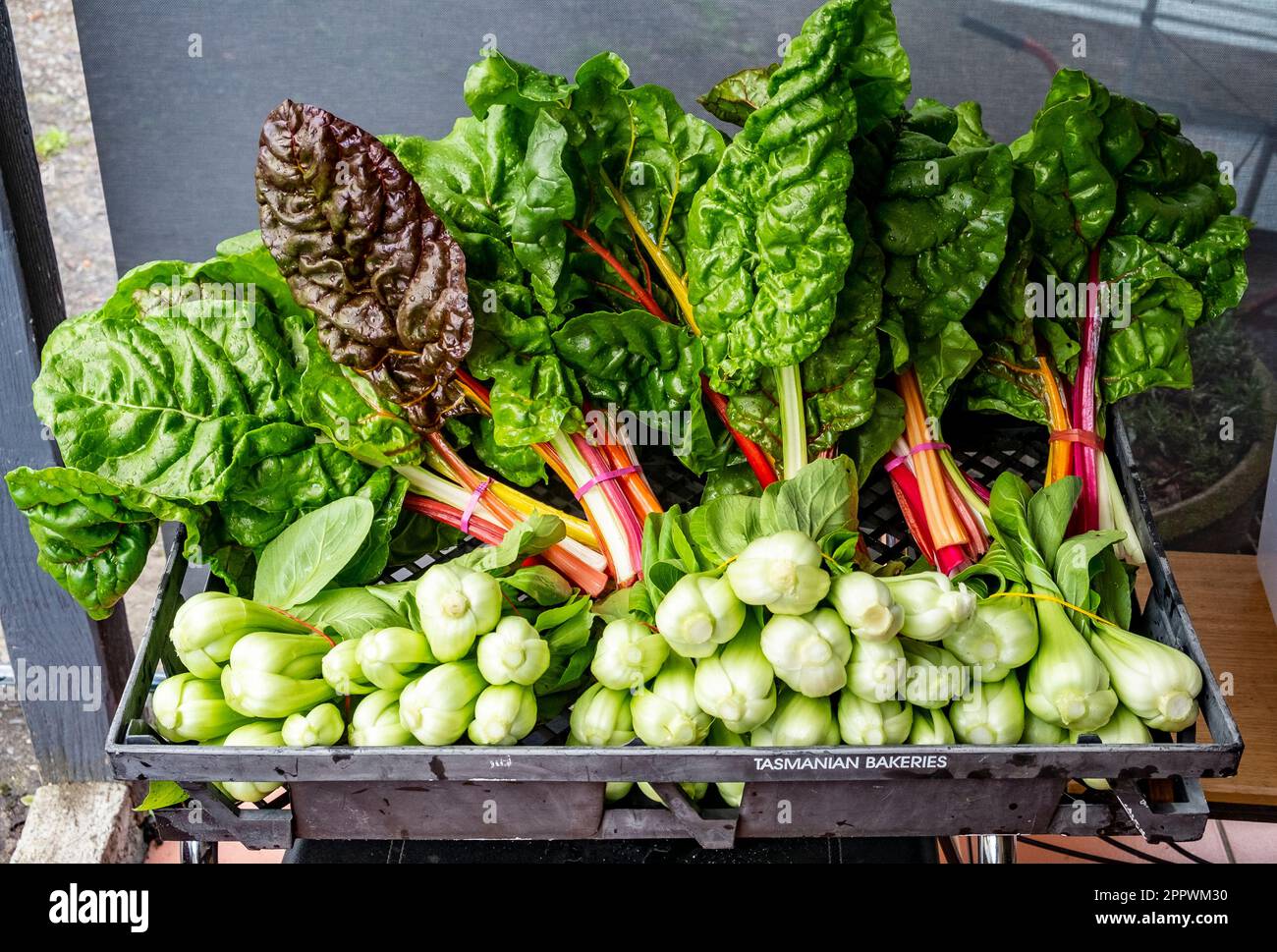 Ein Korb mit frisch geerntetem Gemüse, Silberrüben und Bok Choy Stockfoto