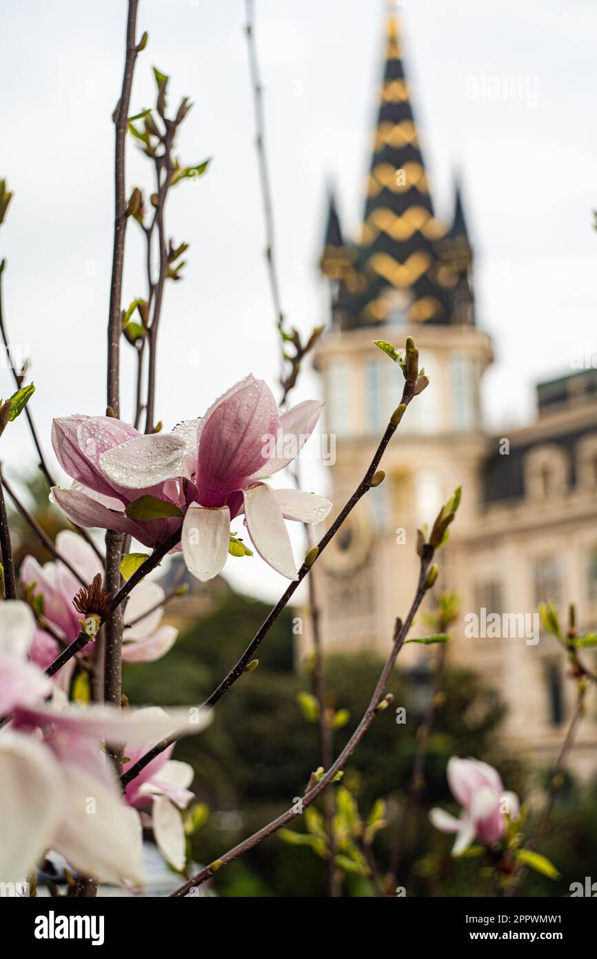 Magnolienbaum vor einem traditionellen Gebäude in Old Batumi, Adjara, Georgia Stockfoto