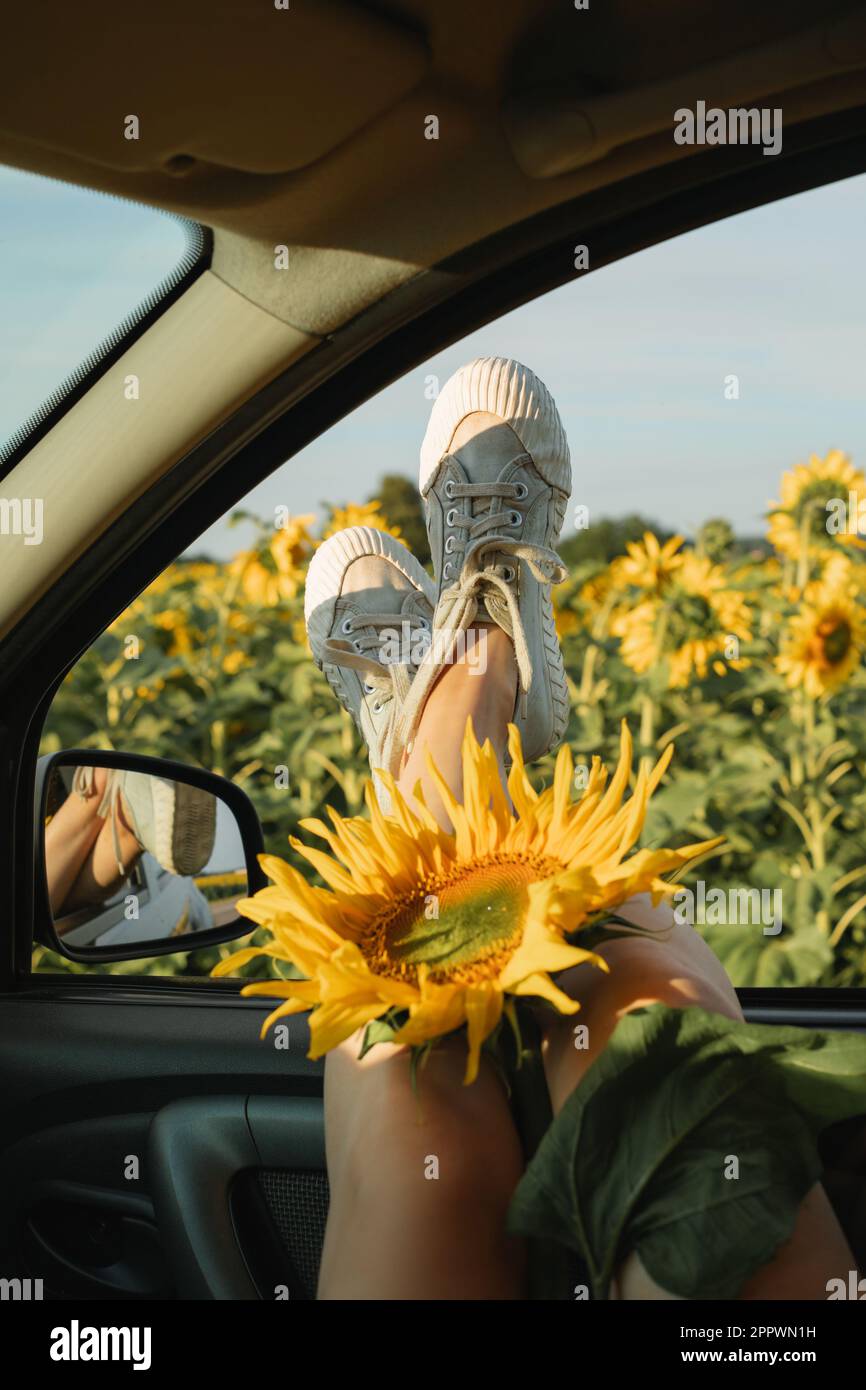 Frauenbeine, die im Sommer in Weißrussland vor einem Feld voller Sonnenblumen aus einem Autofenster ragten Stockfoto