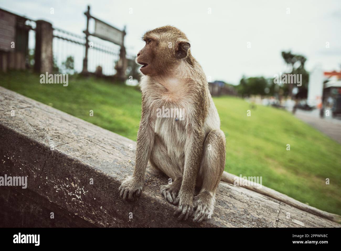 Affe sitzt an einer Wand, Phra Prang Sam Yot Tempel, Lopburi, Thailand Stockfoto