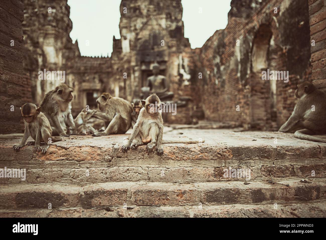 Truppe der Affen, die auf den Stufen des Phra Prang Sam Yot Tempels in Lopburi, Thailand sitzt Stockfoto