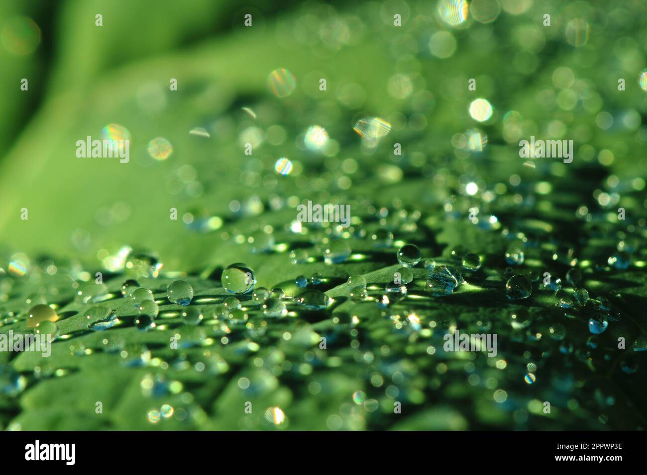 Wassertropfen als schöner Blatthintergrund Stockfoto