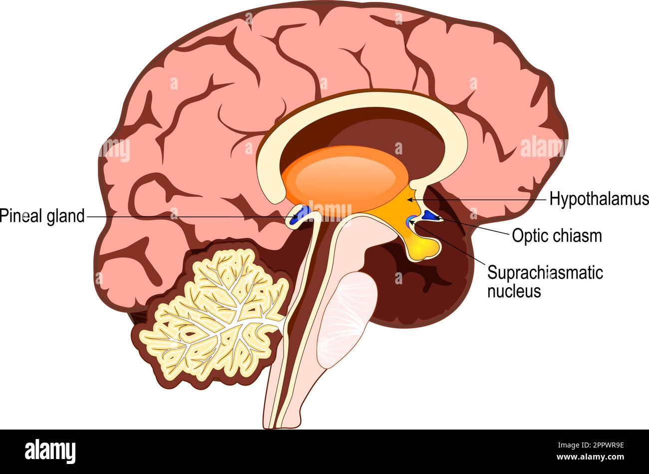 Menschliches Gehirn mit einem Teil des limbischen Systems und zerebraler Cortex, Suprachiasmatischer Nucleus, Chiasma opticum, Hypothalamus, Und die Zirbeldrüse Stock Vektor