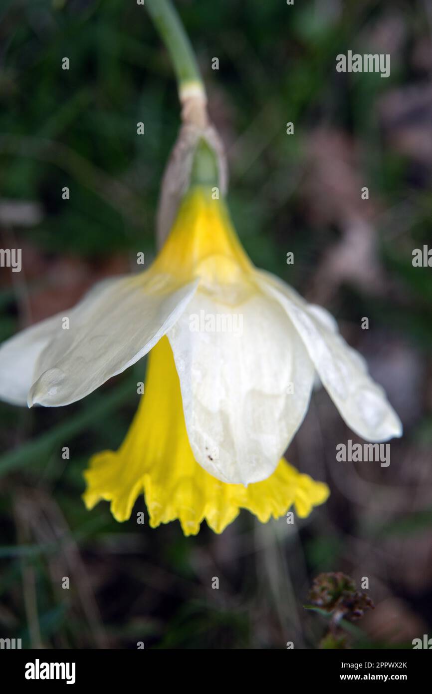 Eine wilde Tenby Narzisse, Narcissus Obvallaris in Blüte Stockfoto