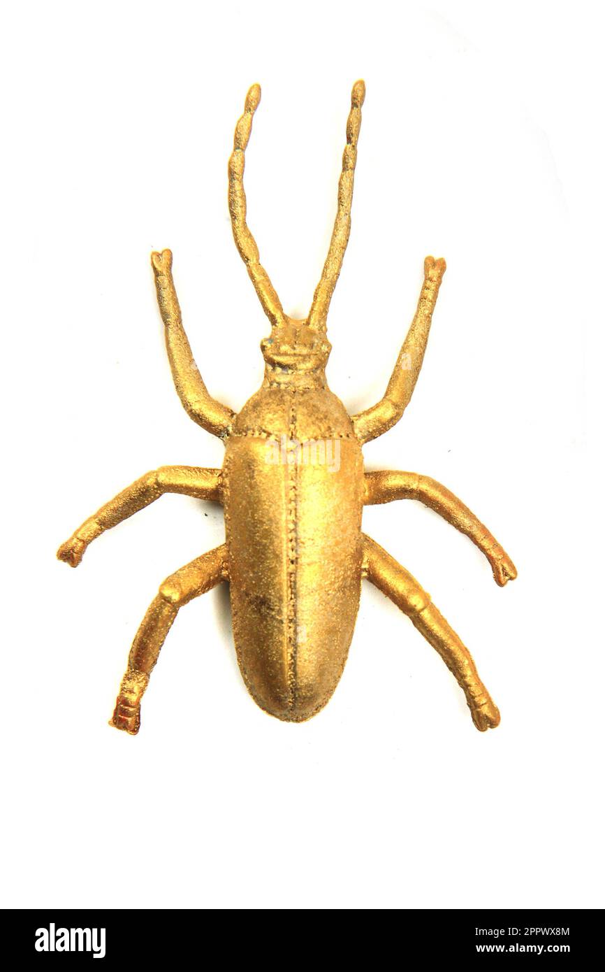 goldkäfer isoliert auf weißem Hintergrund Stockfoto