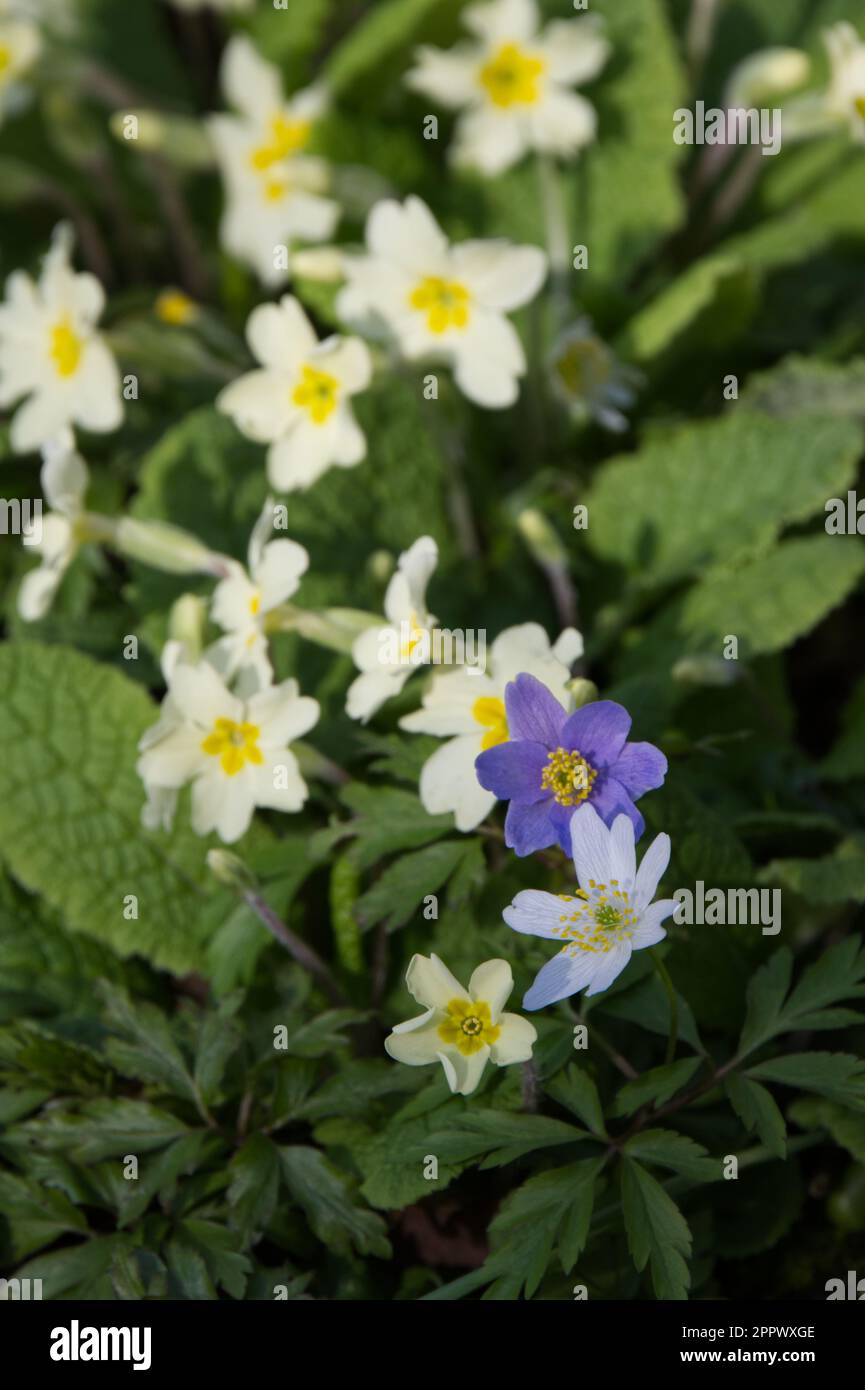 Gemischte Frühlingsblumen aus Holz Anemone nemorosa und wilde Primrose primula vulgaris UK April Stockfoto