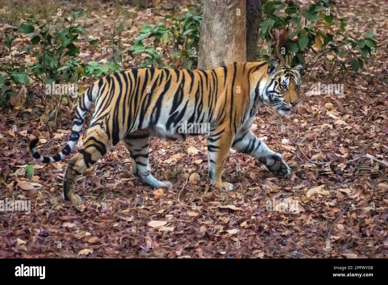 Tiger Walking Profile, Bandhavgarh National Park, Madhya Pradesh, Indien, indische Tierwelt Stockfoto