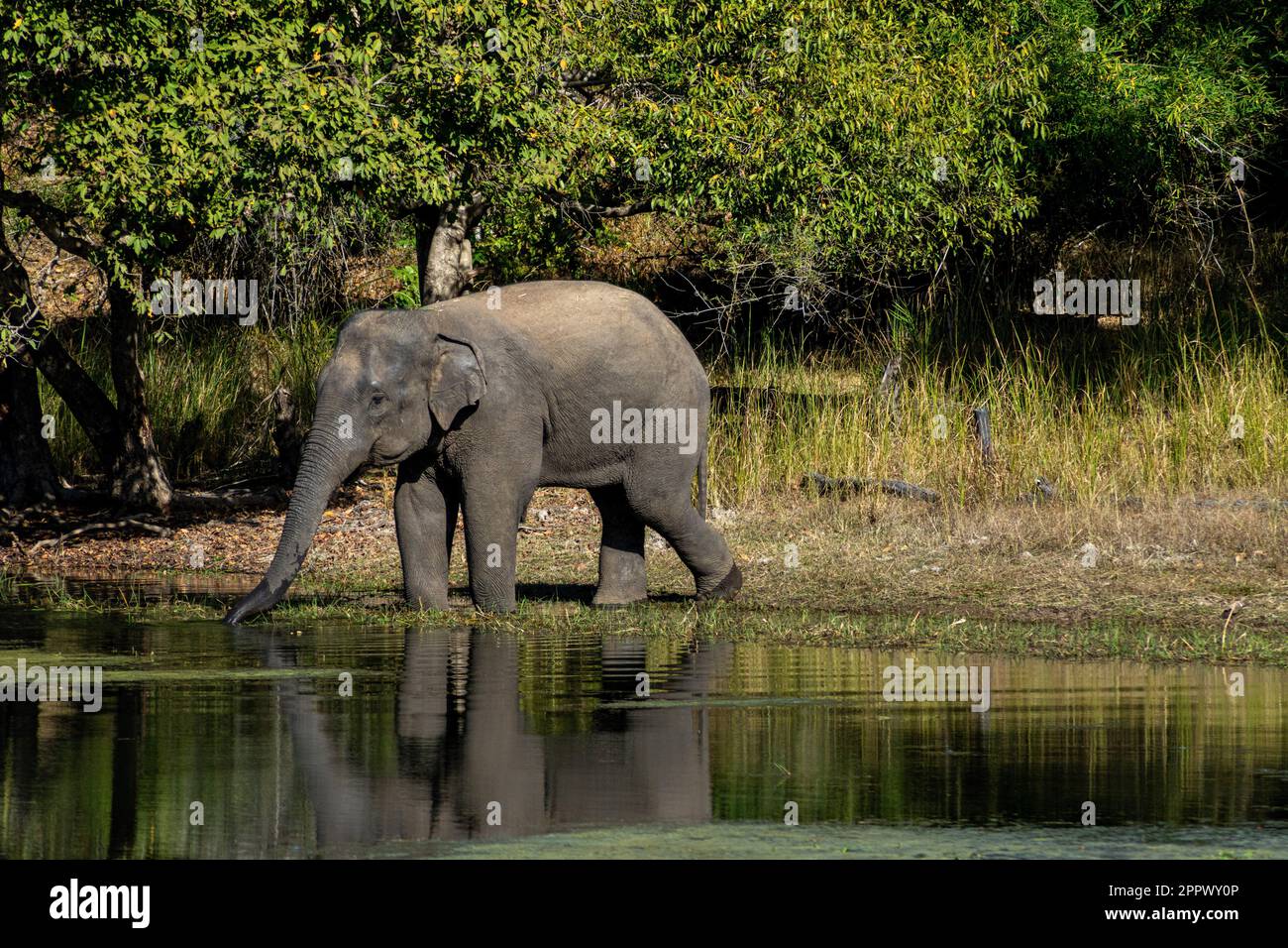 Elefanten Trinkwasser, Bandhavgarh Nationalpark, Madhya Pradesh, Indien, indische Tierwelt Stockfoto