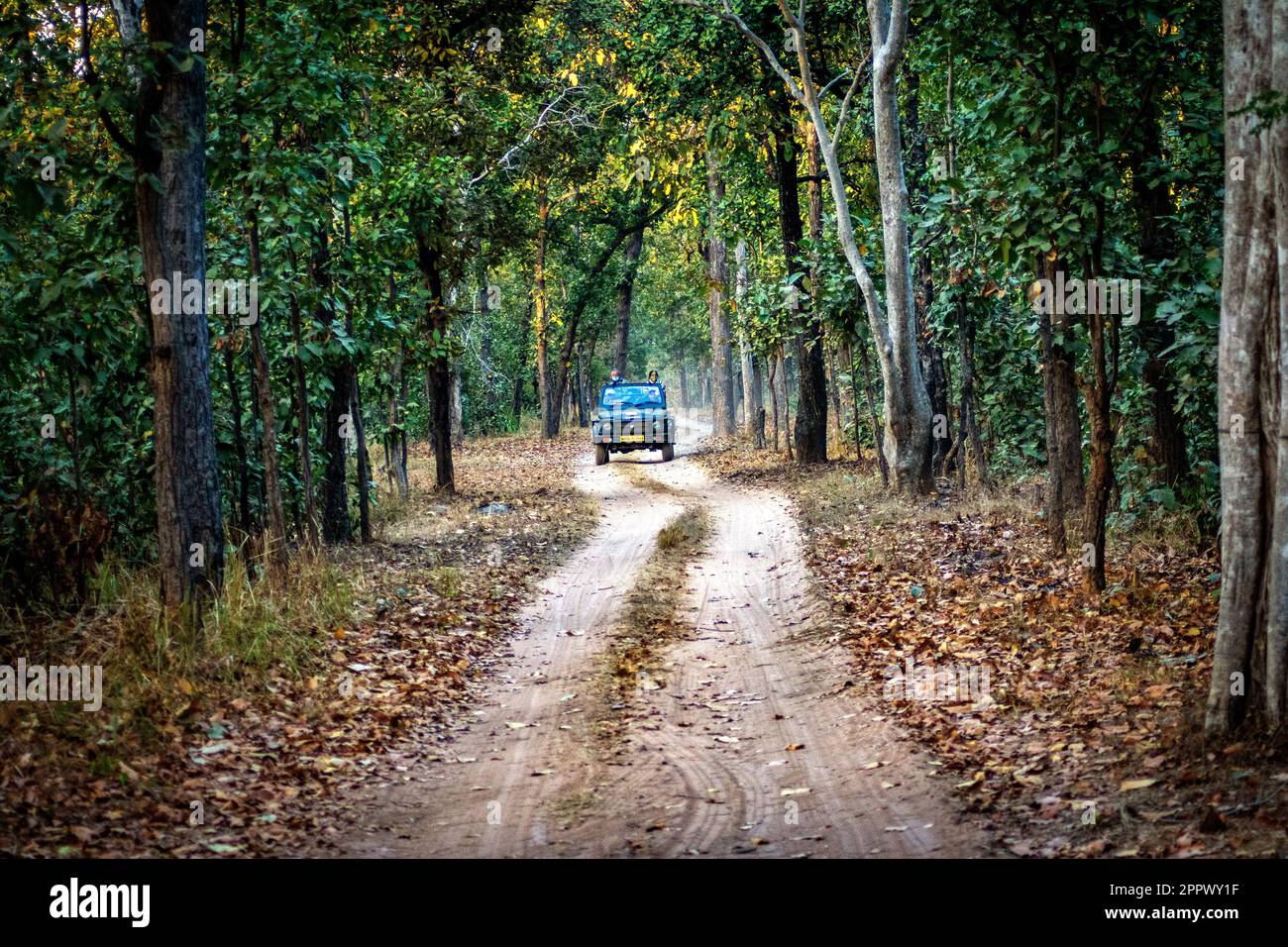Touristen-Jeep, Bandhavgarh National Park, Madhya Pradesh, Indien, Indianerschutzgebiet Stockfoto
